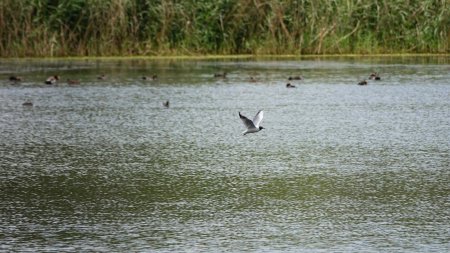 Écopôle du Forez, Étang Delage