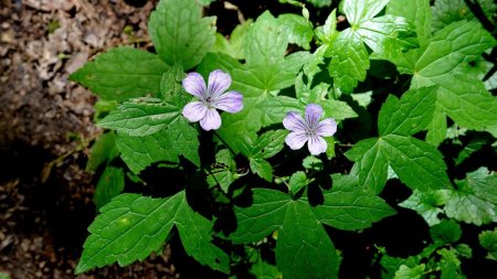 Géranium des bois