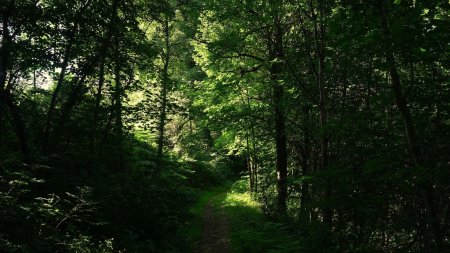 Forêt sombre