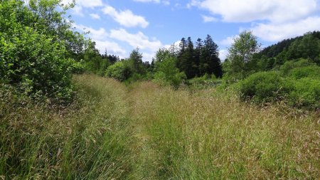 Haute herbes (1,30 m env.).