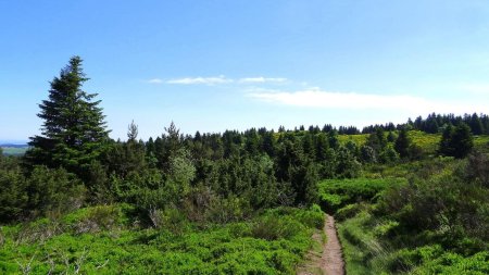 Les landes de Chaussitre.