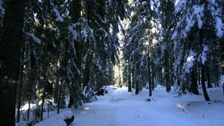 Dans le Bois Frison.