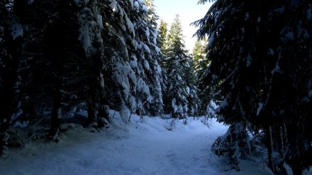 Bois du Font du Nière.