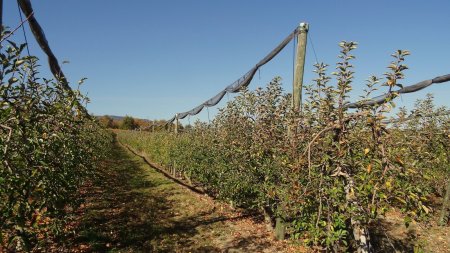 Quelques fruitiers au milieu des vignes.