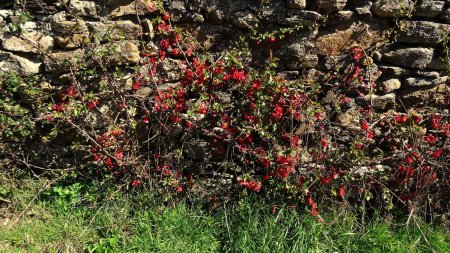 Muret fleuri à la Glacière.