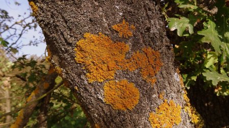 Xanthoria parietina.