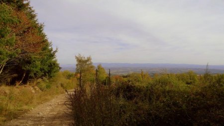 Sortie de la forêt.