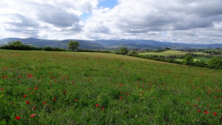 Coquelicots et Pilat