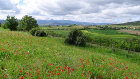 Coquelicots, bleuets et Pilat