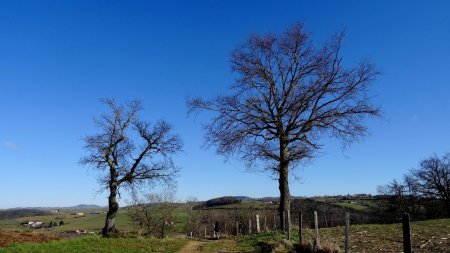 Les arbres de la photo du logo du topo.