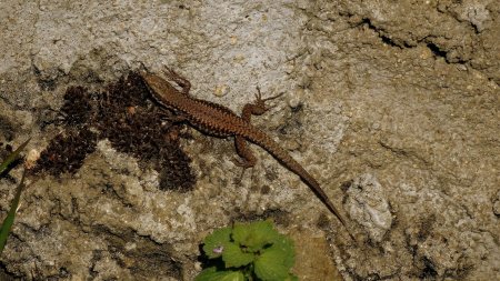 Lézard des murailles.