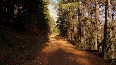 Retour dans la forêt.