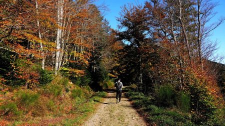 Piste forestière au départ du Collet de Doizieux