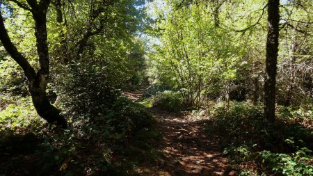 Sentier de crête du crêt de Neufond.