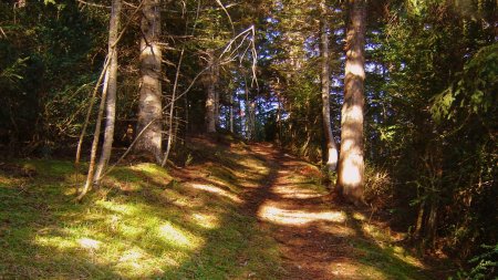 Montée en forêt après le Pré de Chaudi.