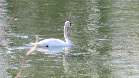 Cygne