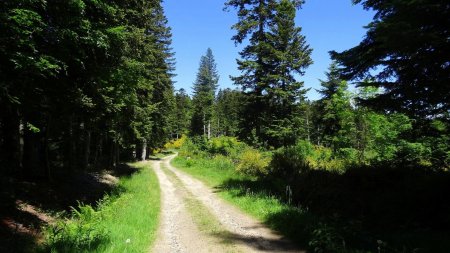 Avant un passage en forêt.