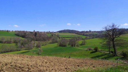 Vers Larajasse dont on reconnait le Séquoia géant.