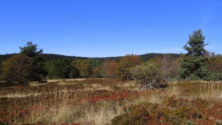 Tourbière de Sagne Bourrue