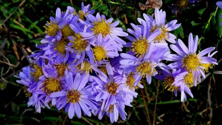 Asters