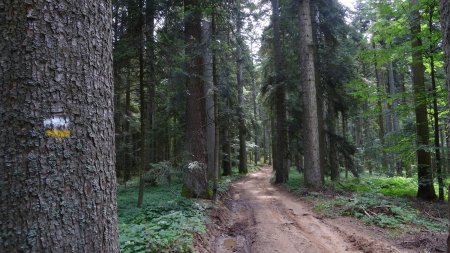 Dans la forêt.