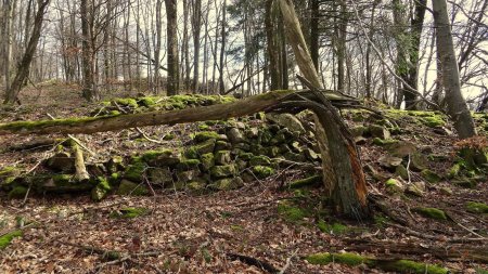 Très vieux murets dans le bois du Barmont.