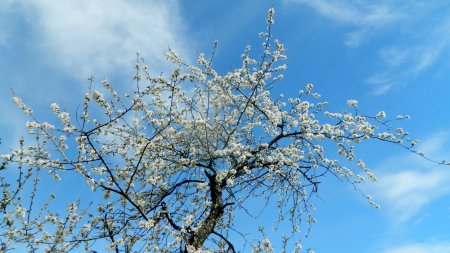 Pleine floraison des merisiers et cerisiers