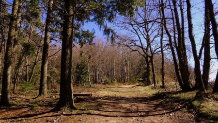 Sortie du bois.