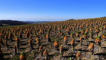 Insolite forêt.