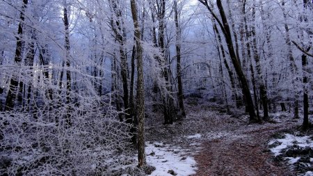 Bois de Mernon givré.