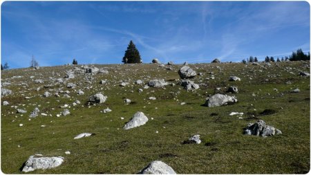 Dans la prairie de Darbounouse.