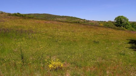 Prairies fleuries.