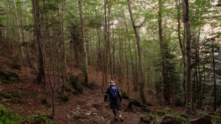 Le vallon de Pierre Brune est assez sombre.