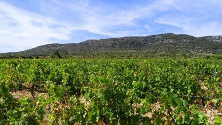 Vignes et crête des Costes