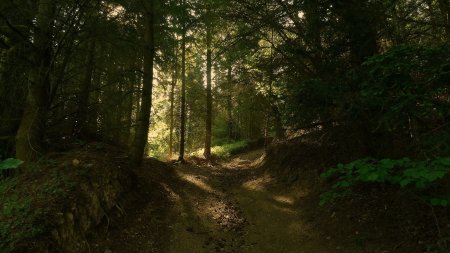 Dans la forêt.