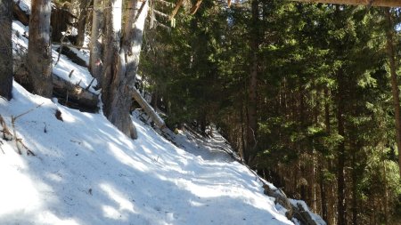 Montée en forêt