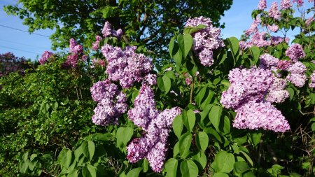 Lilas.