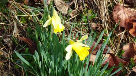 Jonquilles