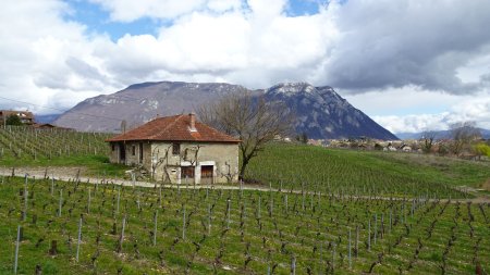 Dans les vignes