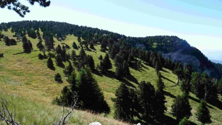 Superbe Grand Clot : relief tout en rondeurs, pins à crochet tachetant cette prairie d’herbes hautes