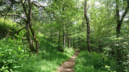 Passage ombragé.