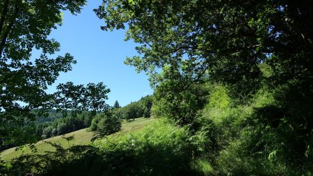 Le sentier n’est pas entretenu, les herbes sont hautes !