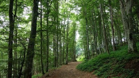 En forêt.