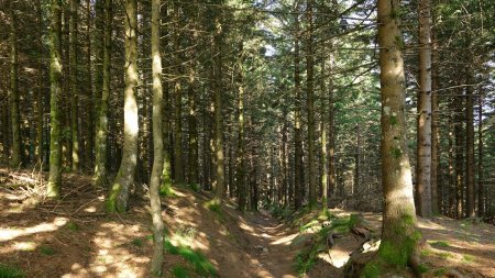 Après le Collet de l’Œillon, descente vers le Col du Gratteau.