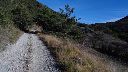 En remontant vers le col du Dresq, sur la large piste forestière