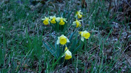 Jonquilles.