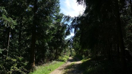 Passage au milieu des sapins.