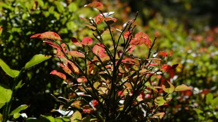 Les myrtilliers commencent à prendre leurs couleurs d’automne.