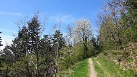 Forêt de la Cantinière.