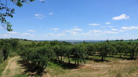 Pommiers en sortant des bois. L’avez-vous remarqué à gauche ?